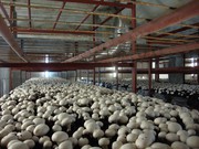 Работающий бизнес по выращиванию шампиньонов